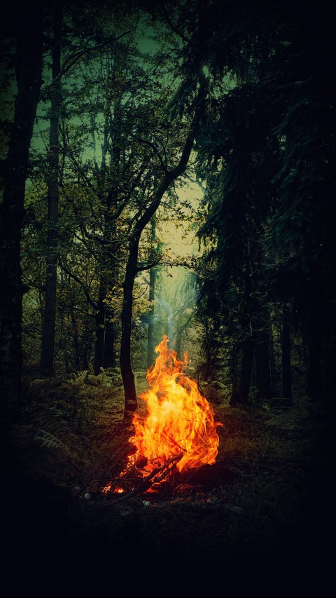 forest, night wallpapers