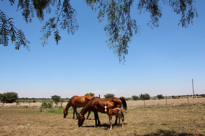 3 Horses
