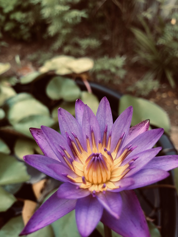 lotus