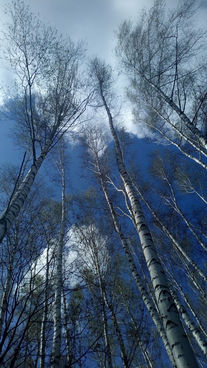 березы