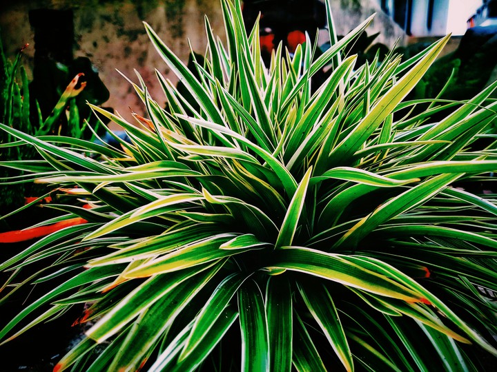 plant