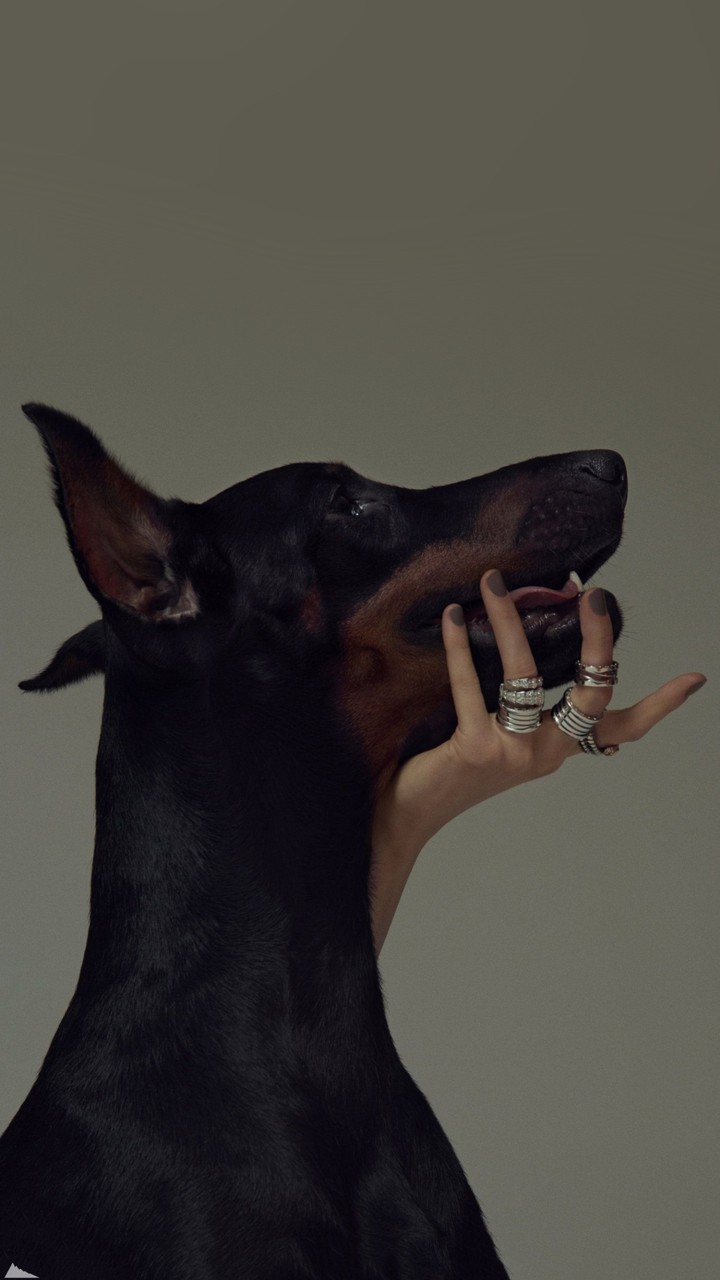 Doberman