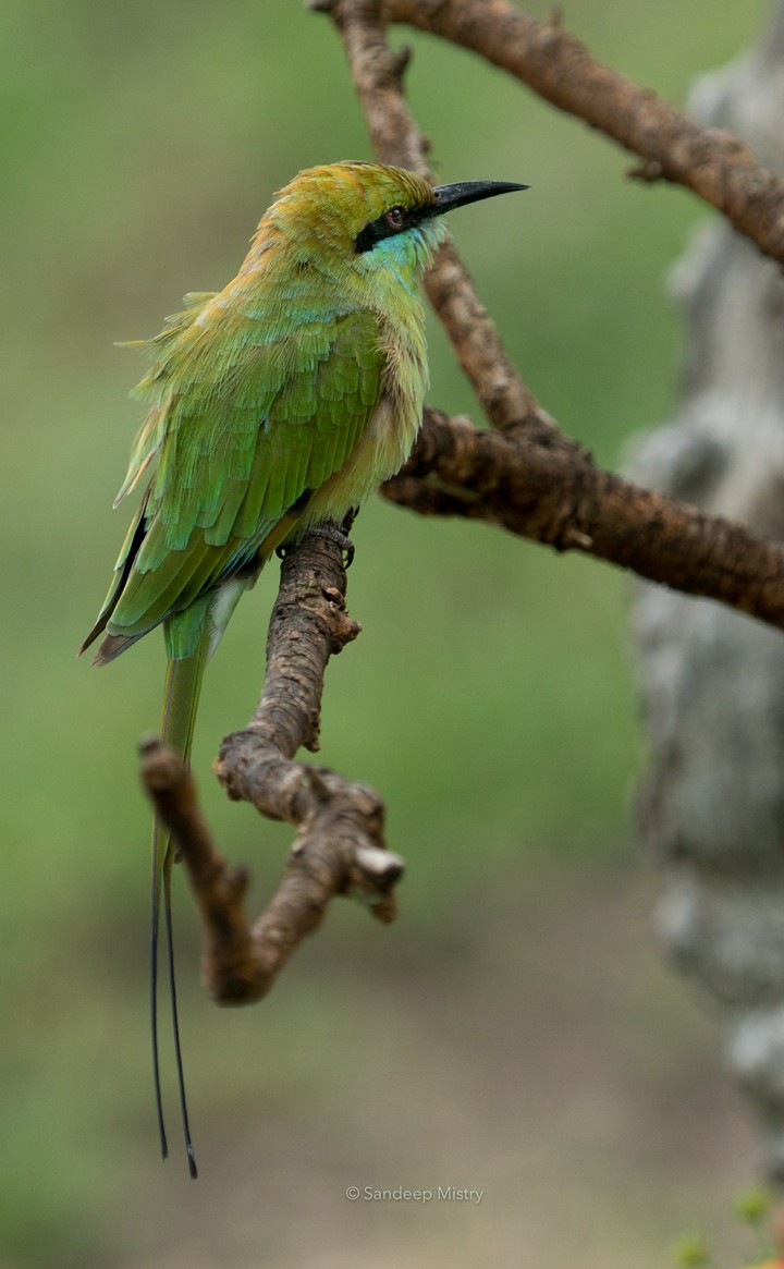 Tailed Green Bee Eater