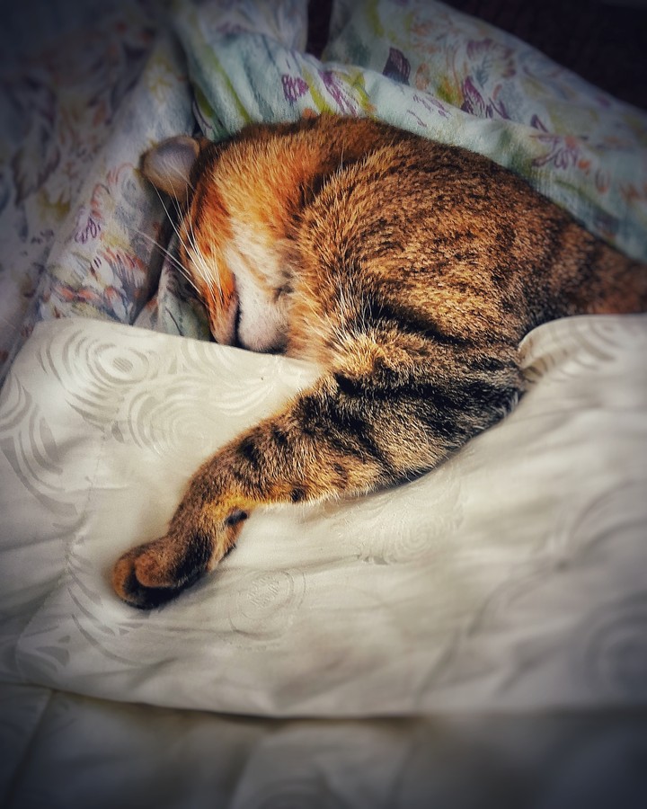 Младший котях