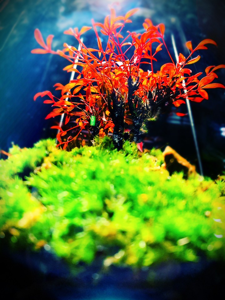Red glass