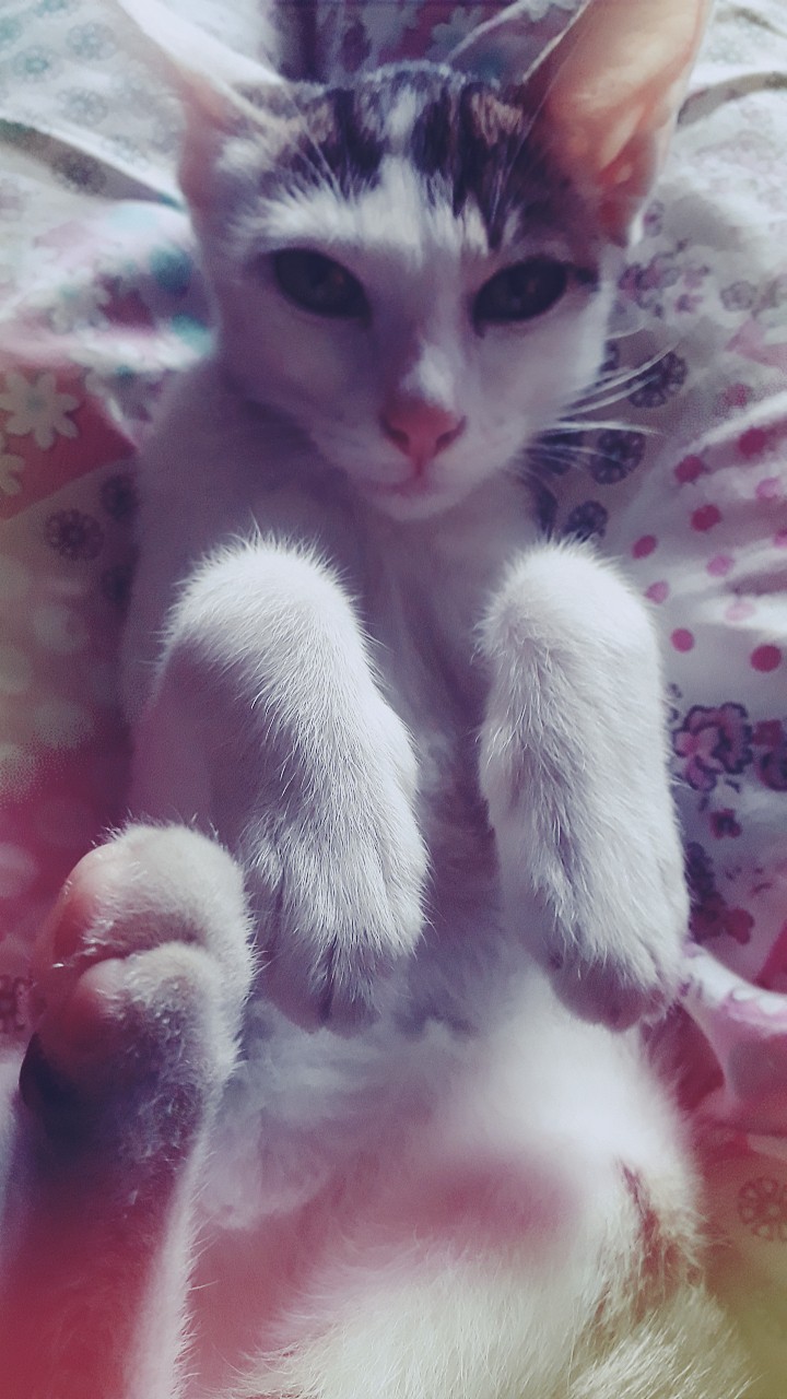 cats