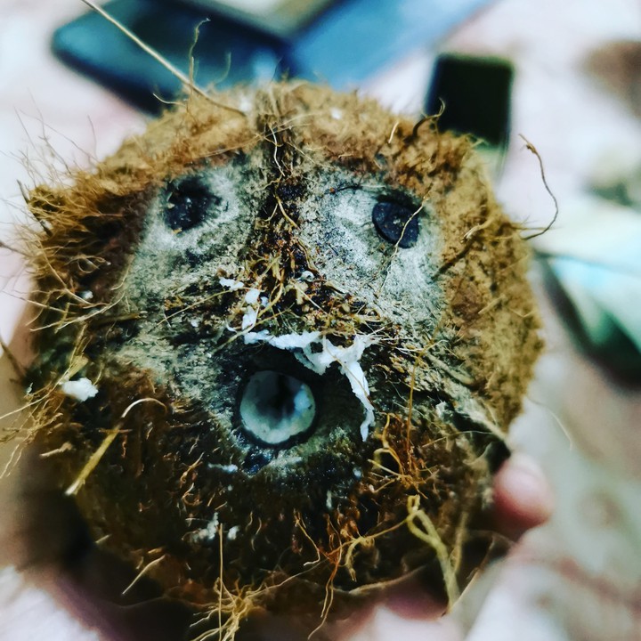 Meet Mr. Cócó Crazy