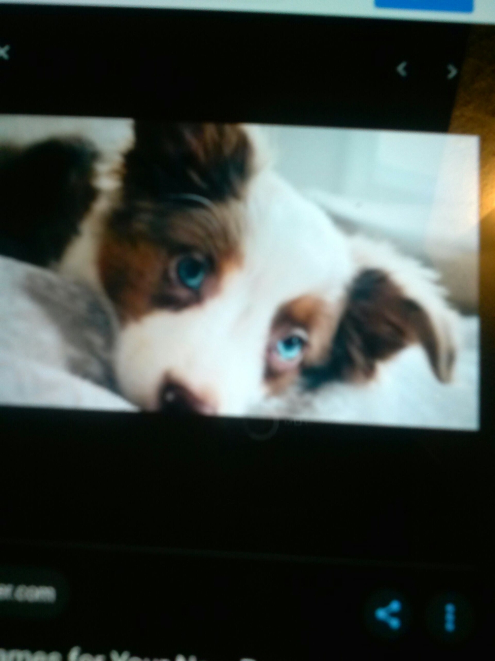 dogd