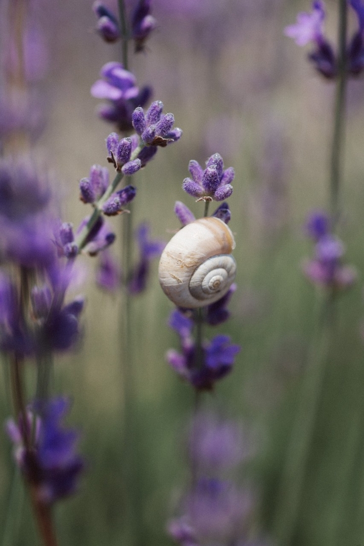 Natur