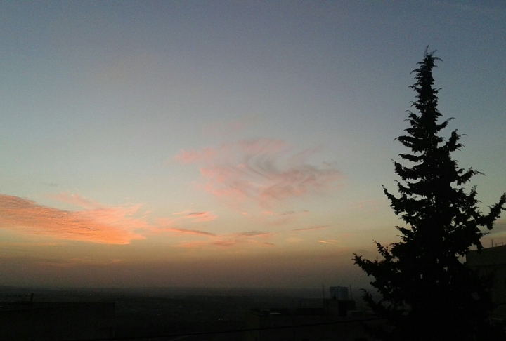 The tree at sunset