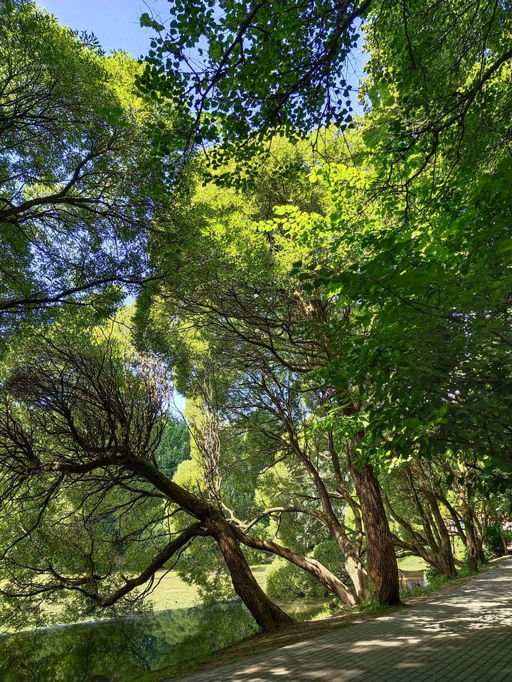 trees