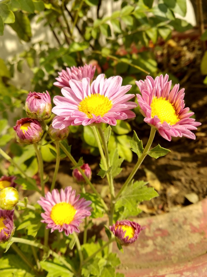 flower