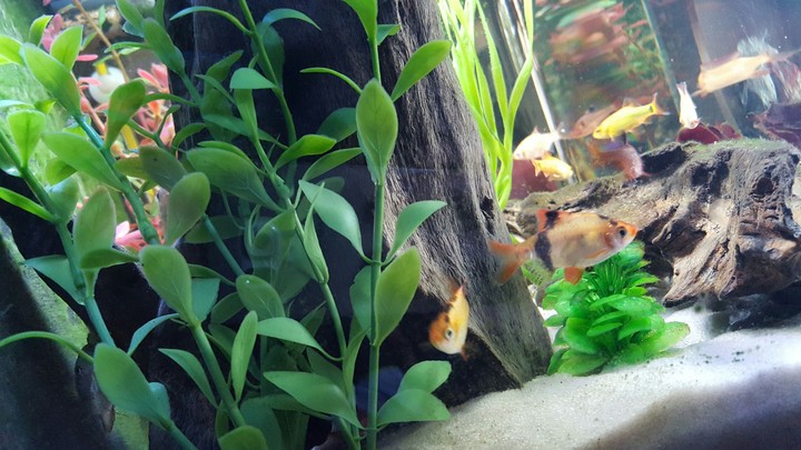 aquarium_landscape