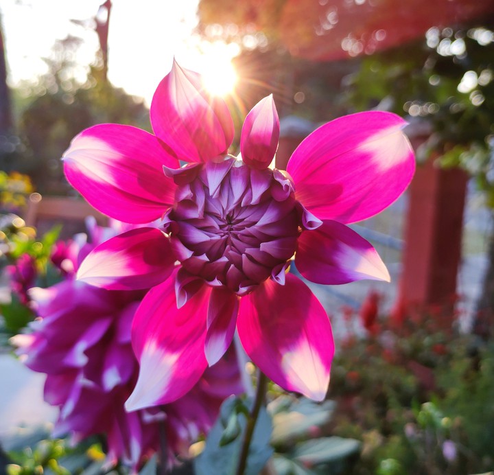 Flower
