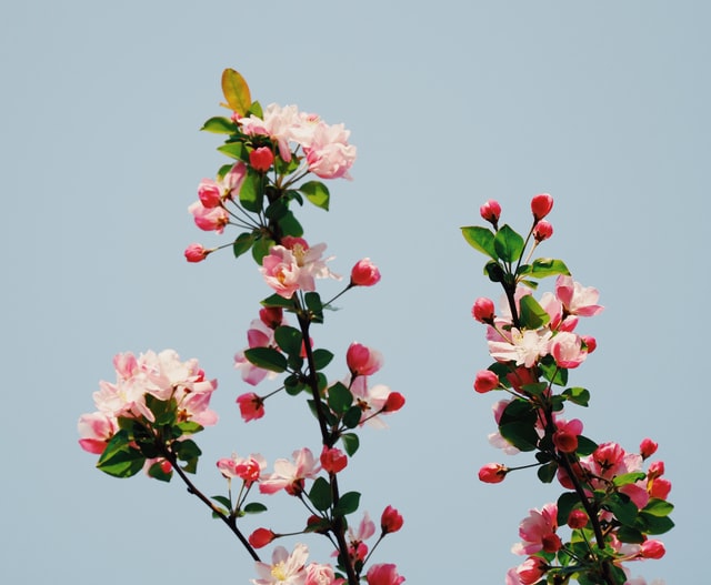flower