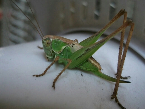 кузнечик
