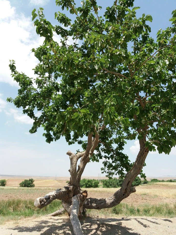 tree