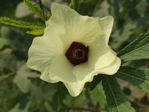 Ladyfinger Flower