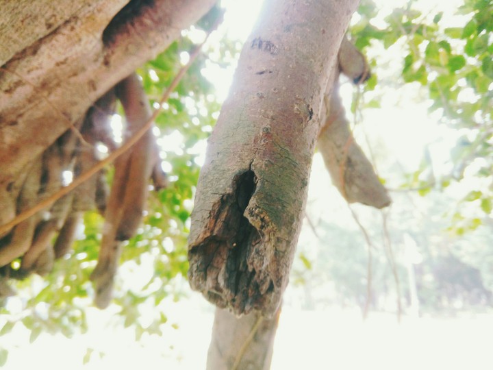 Nature Life