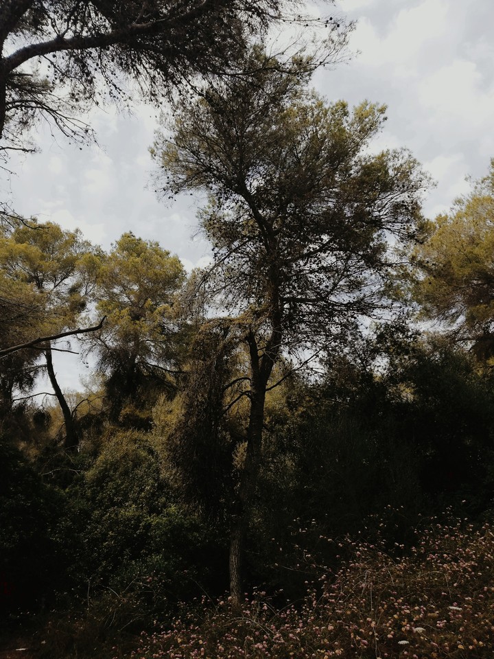 A beautiful forest