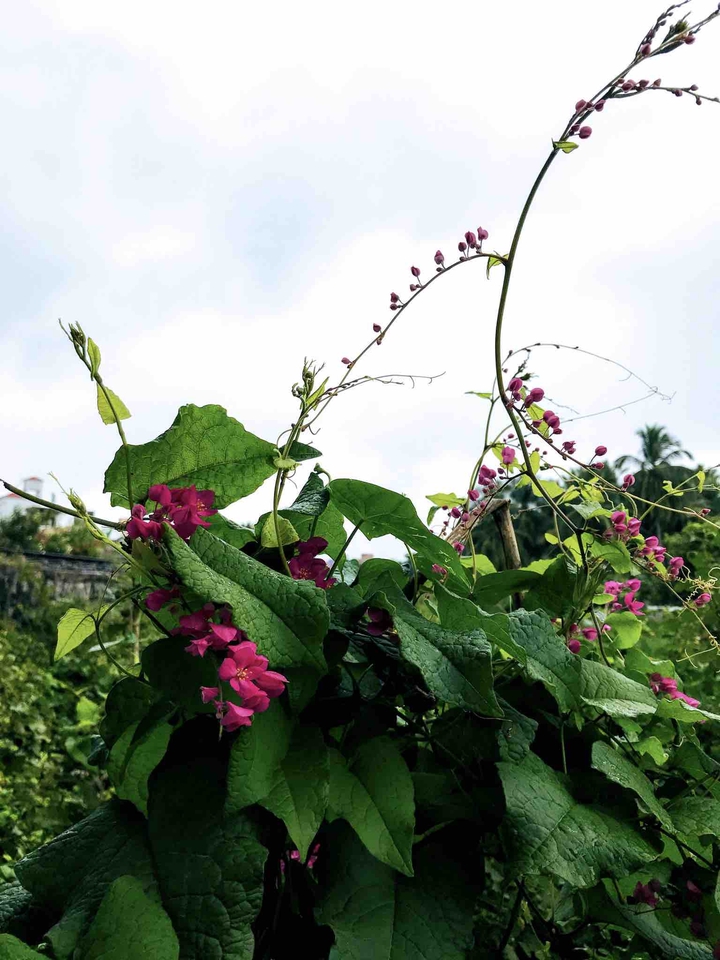 street plant #dharmapuri