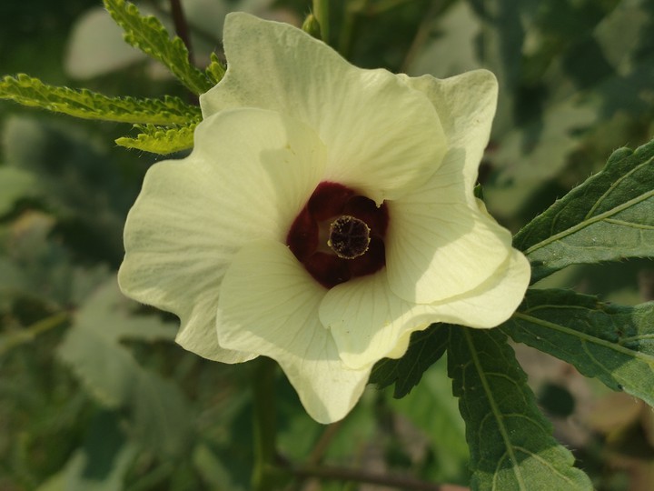 Ladyfinger Flower