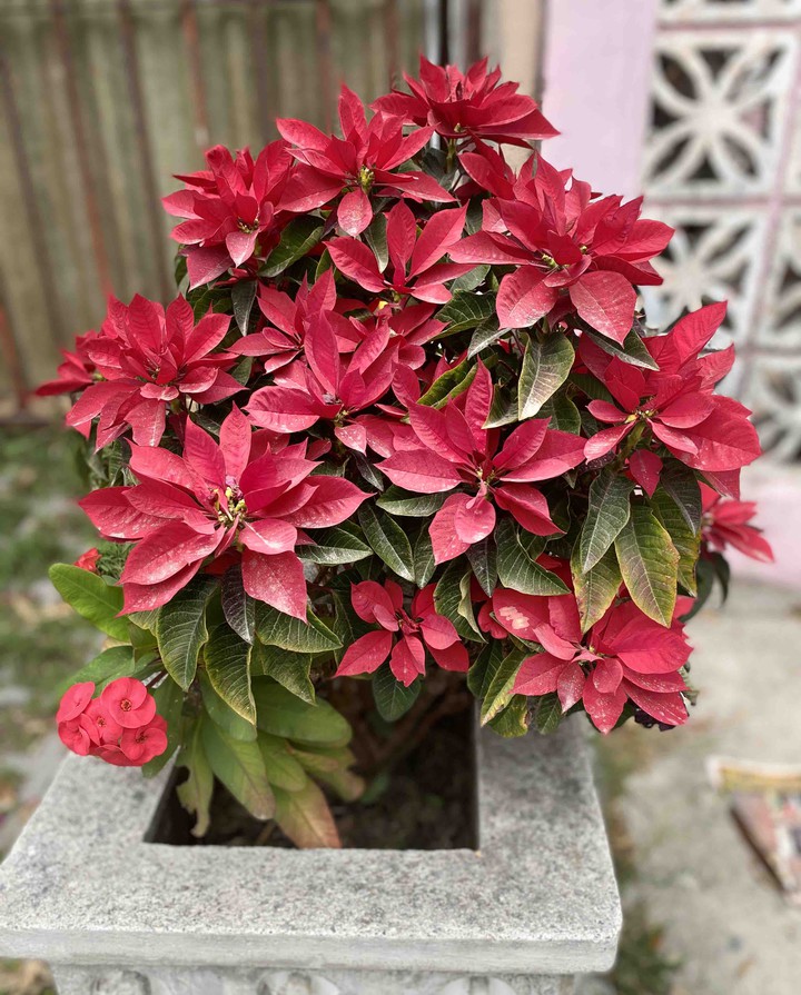 flores