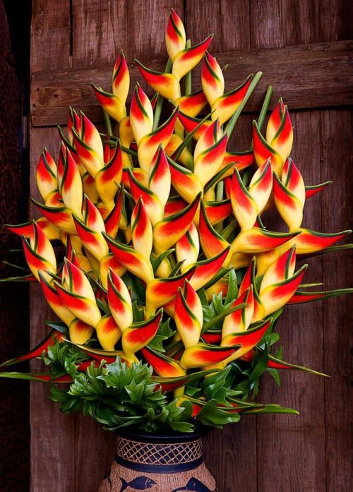 fire plante ♥️