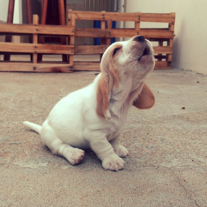 Basset Hound Puppy