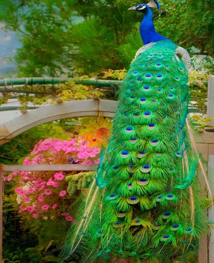 peacock páv