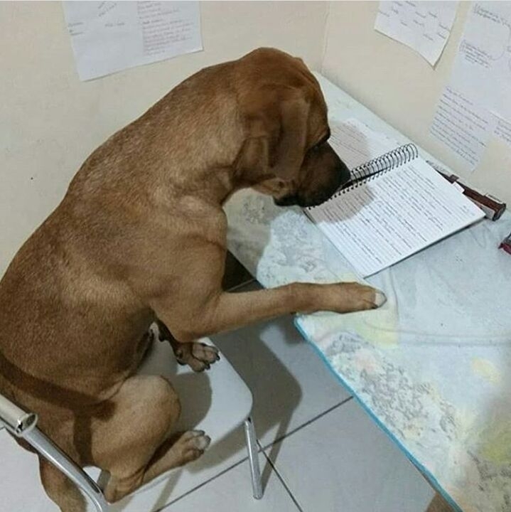 hora de estudar 