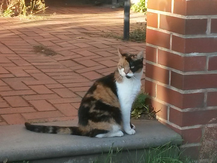 cat