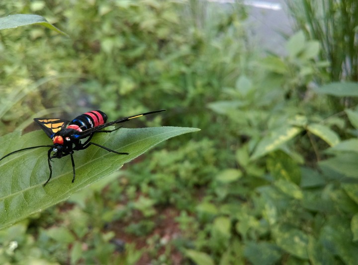 colorfly