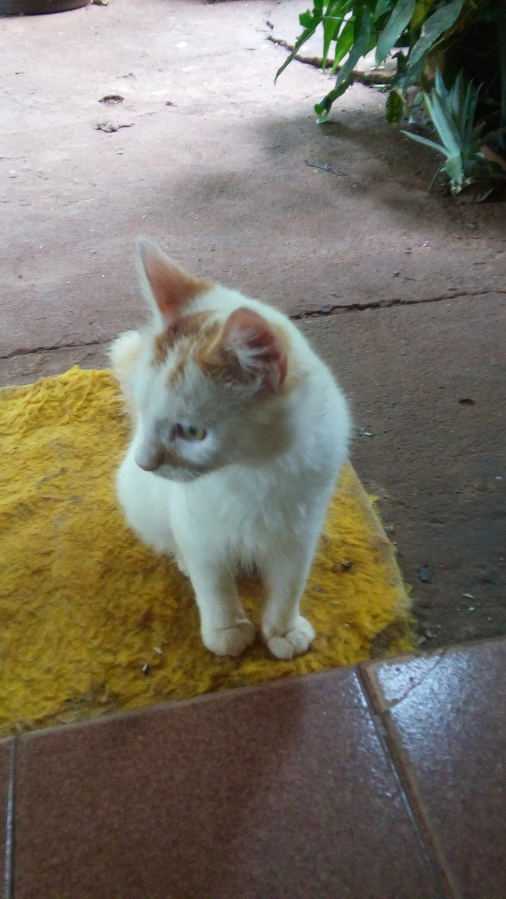 gato