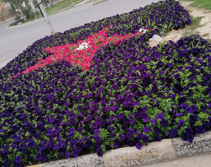 flowers star