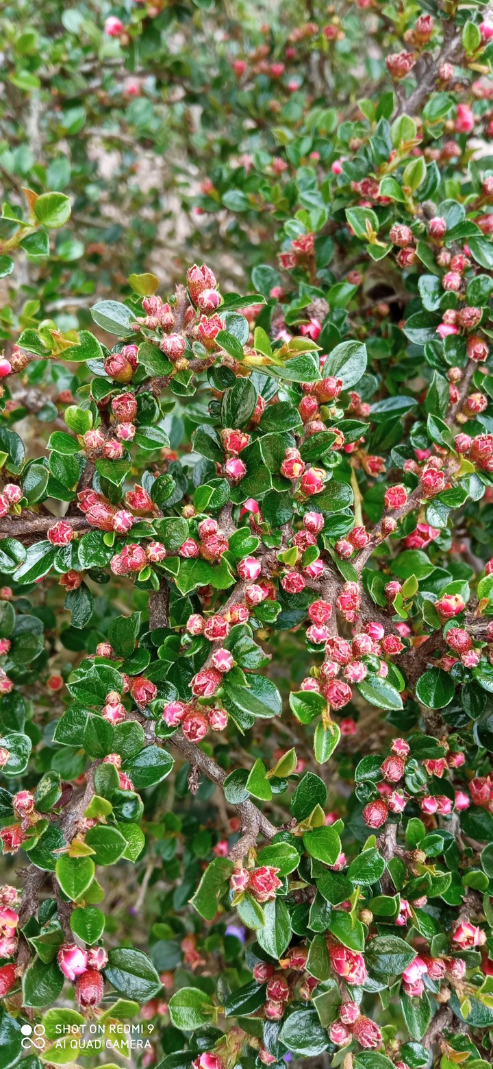 fleure