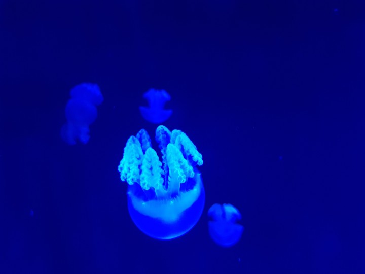 해파리