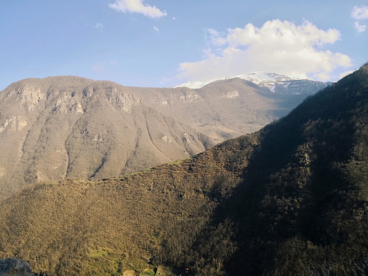 Mountains and Trees
