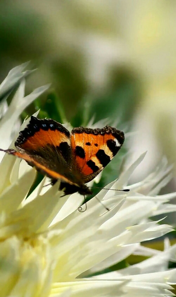 flower bee