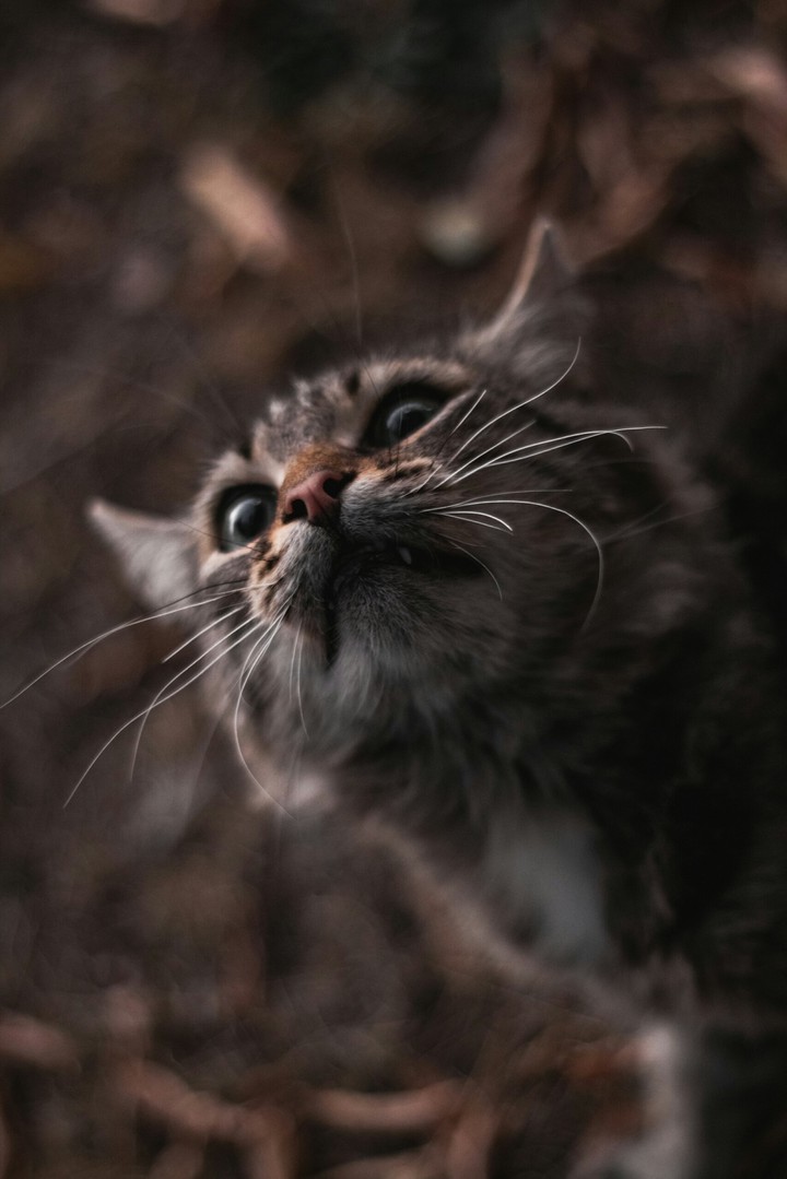 Оскал кота