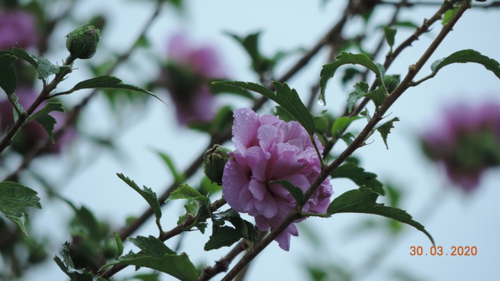 Flores