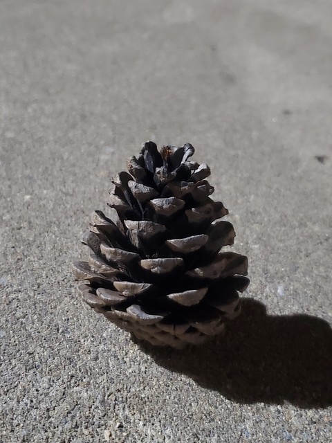 lone pinecone