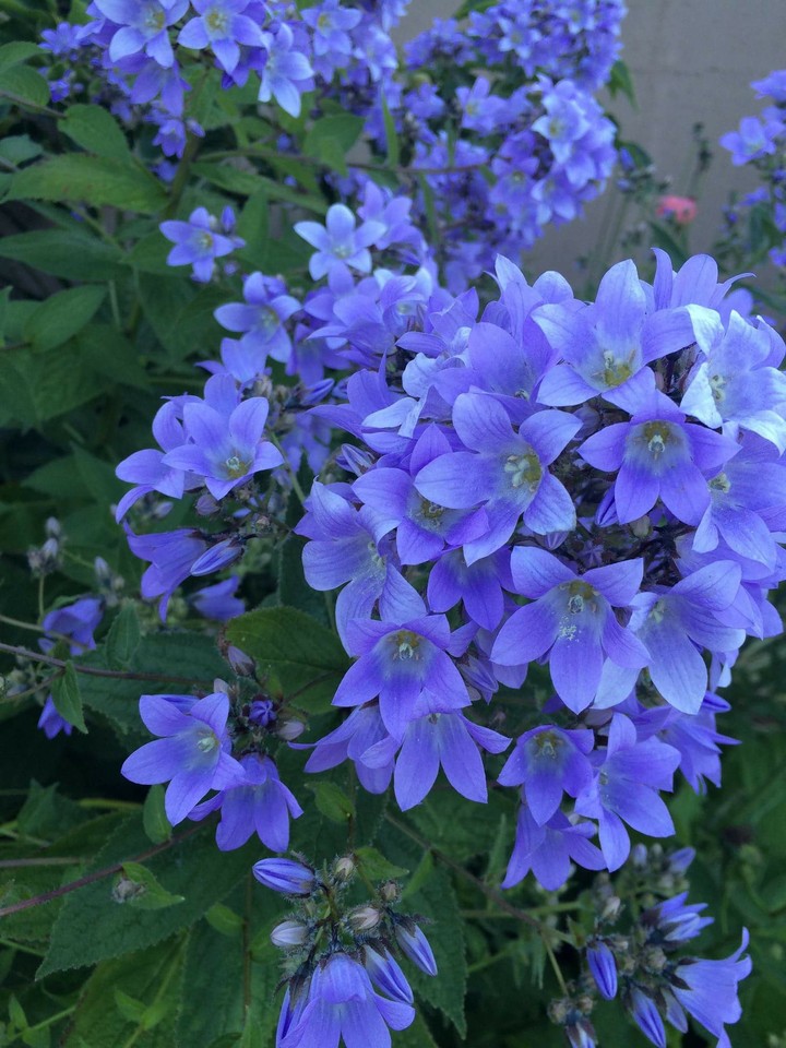 In joy or sadness flowers are our constant friends 