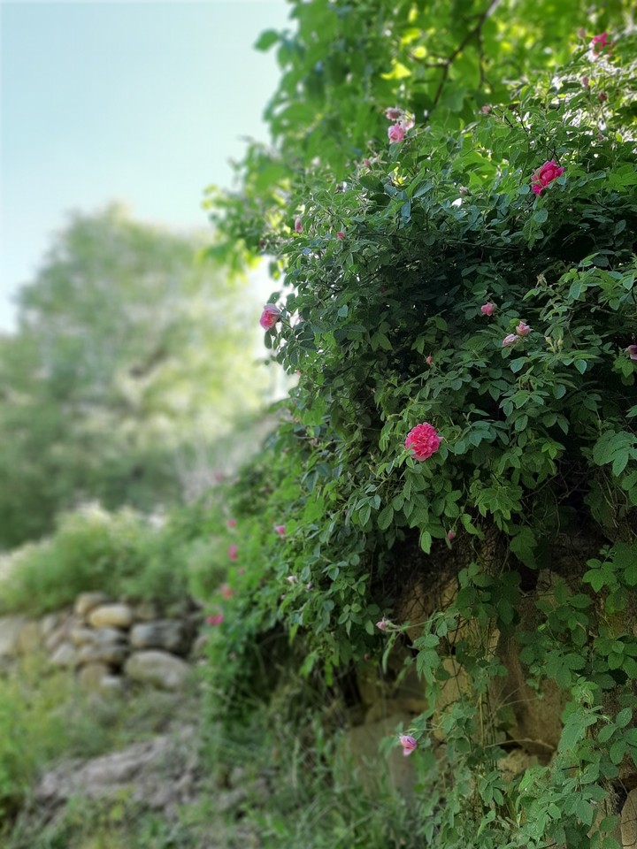 گل محمدی