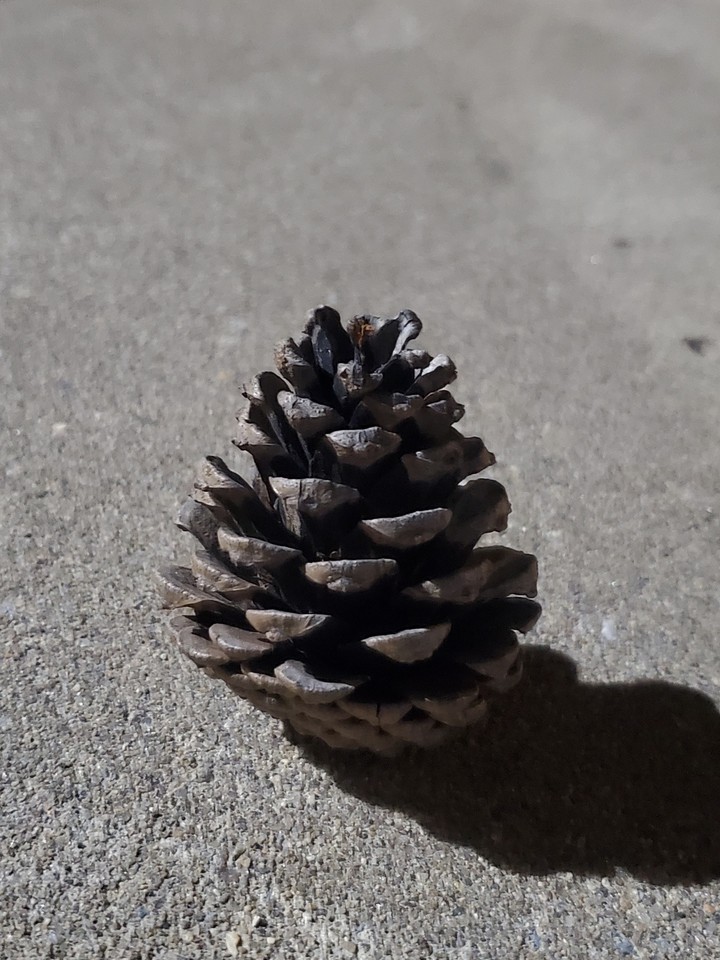 lone pinecone