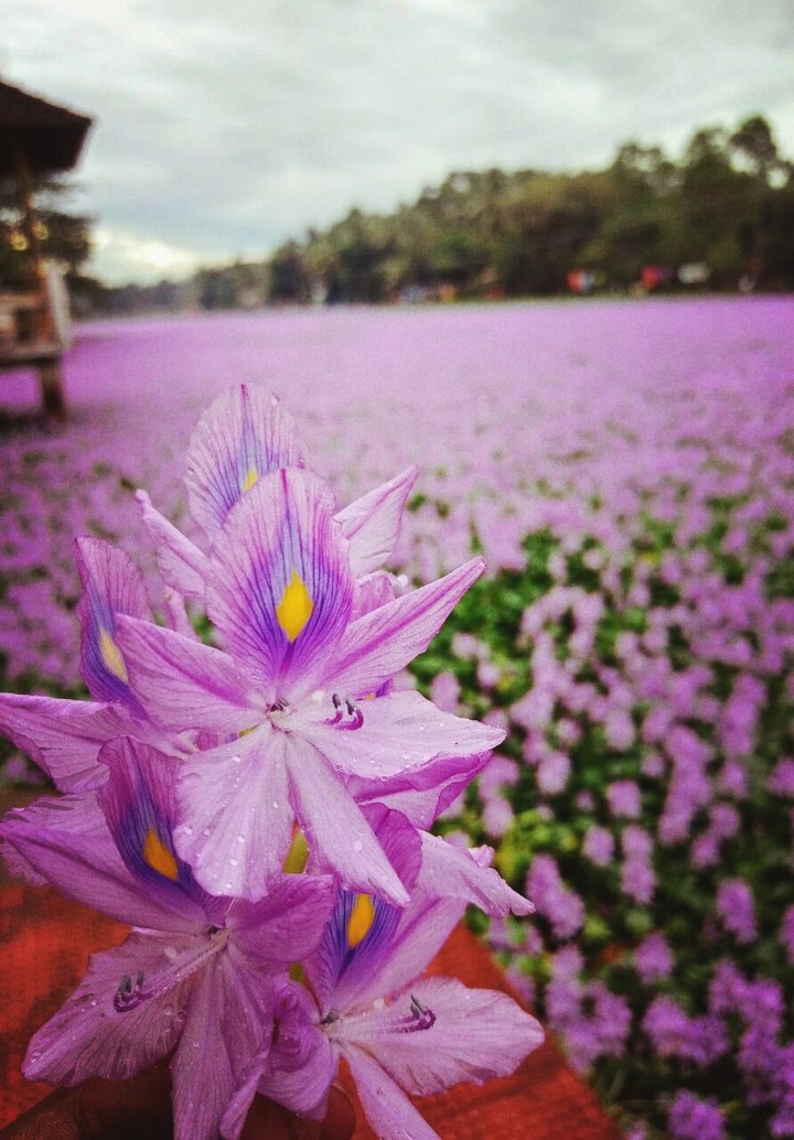 Nature is beautiful