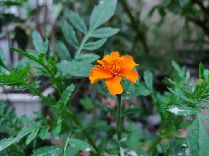 Marigold