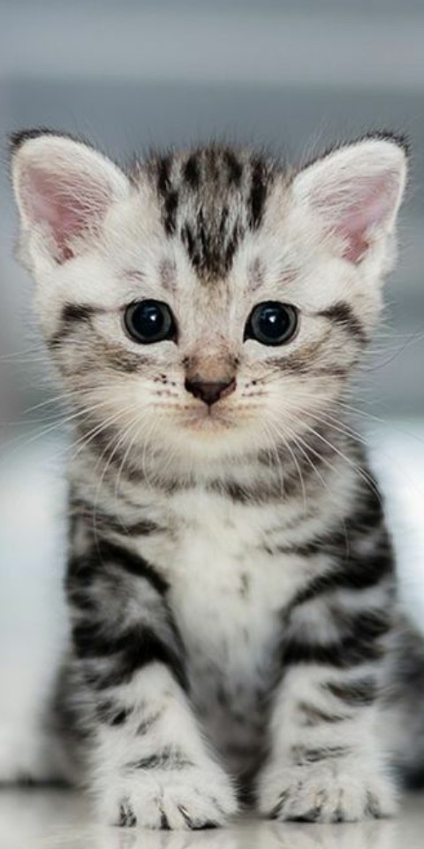 Katze