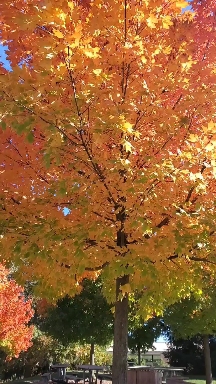 Lovely tree!