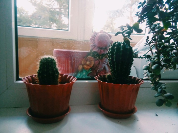 кактус